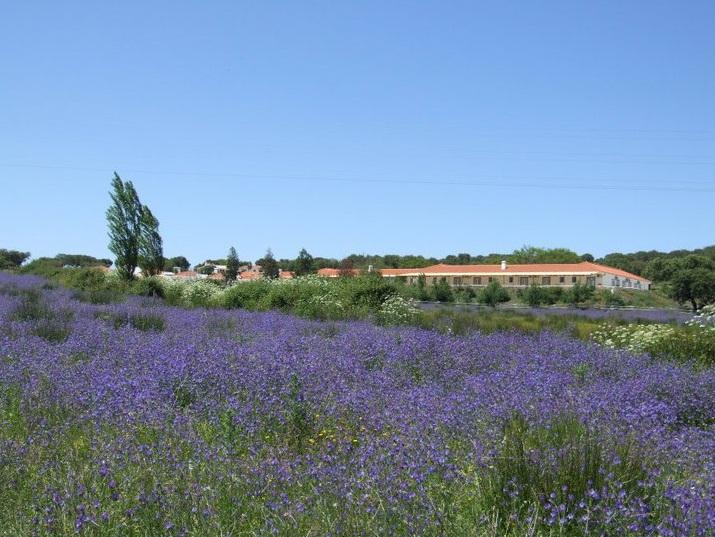 Hotel Rural Da Ameira Montemor-o-Novo Eksteriør bilde
